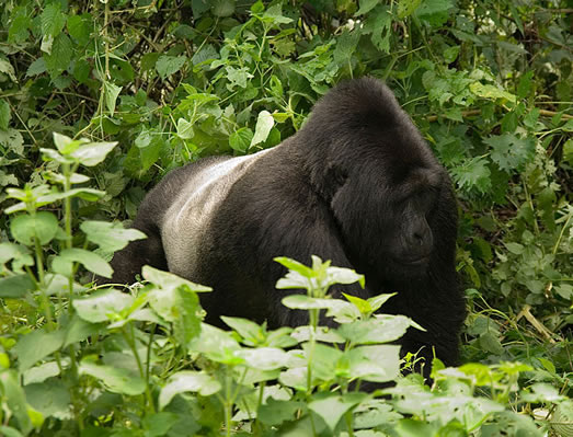 mountain gorillas-bwindi impenetrable national park-4x4selfdriveuganda