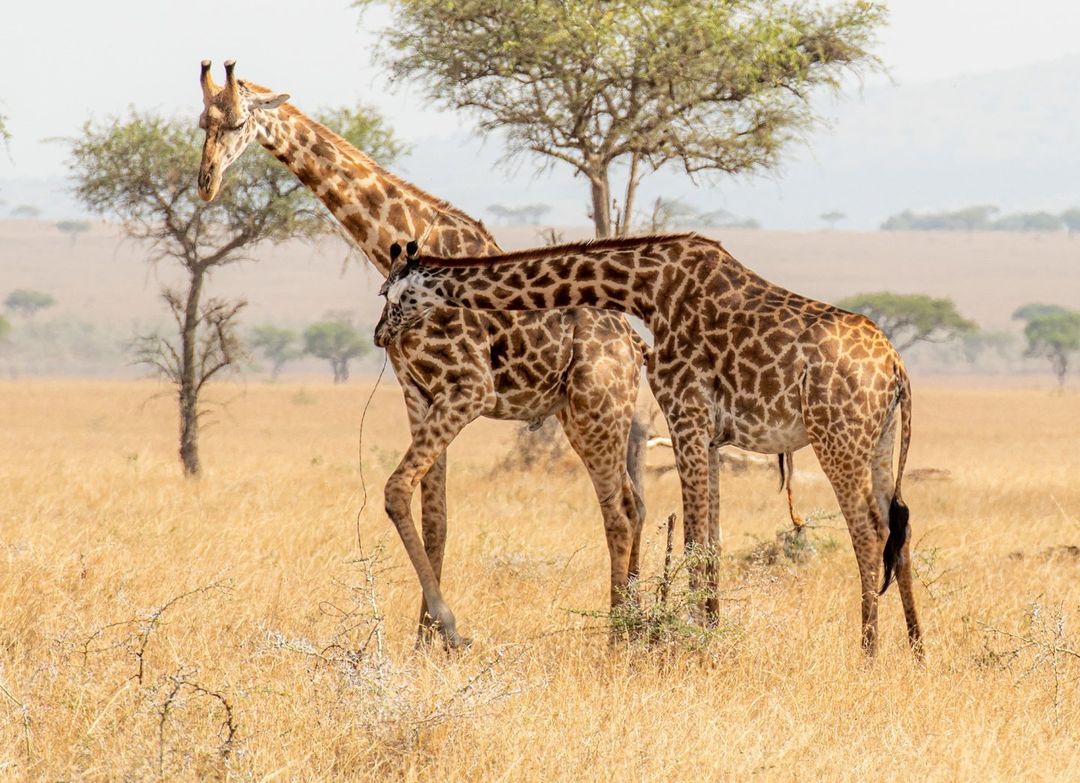 4x4 self drive uganda car rental