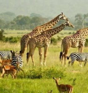 Uganda and Rwanda safaris