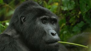 Bwindi national Park