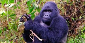 Mgahinga national park