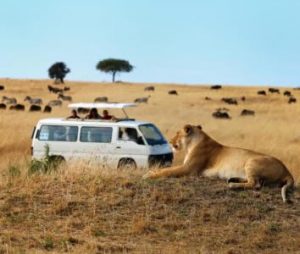 Masai mara game drive experience-car rental kenya