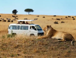 Masai mara game drive experience-car rental kenya