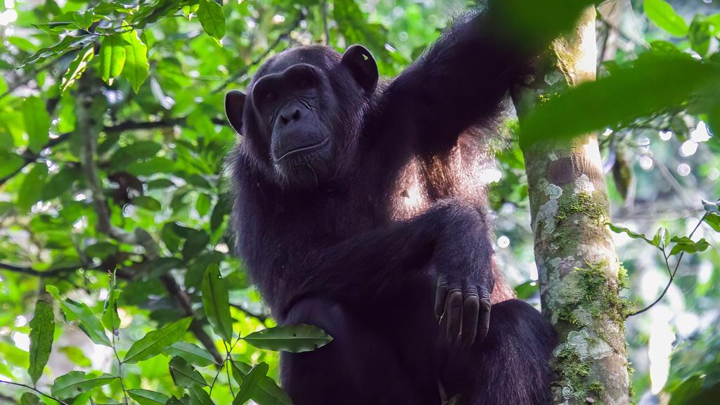 4x4 seld drive uganda chimp trekking