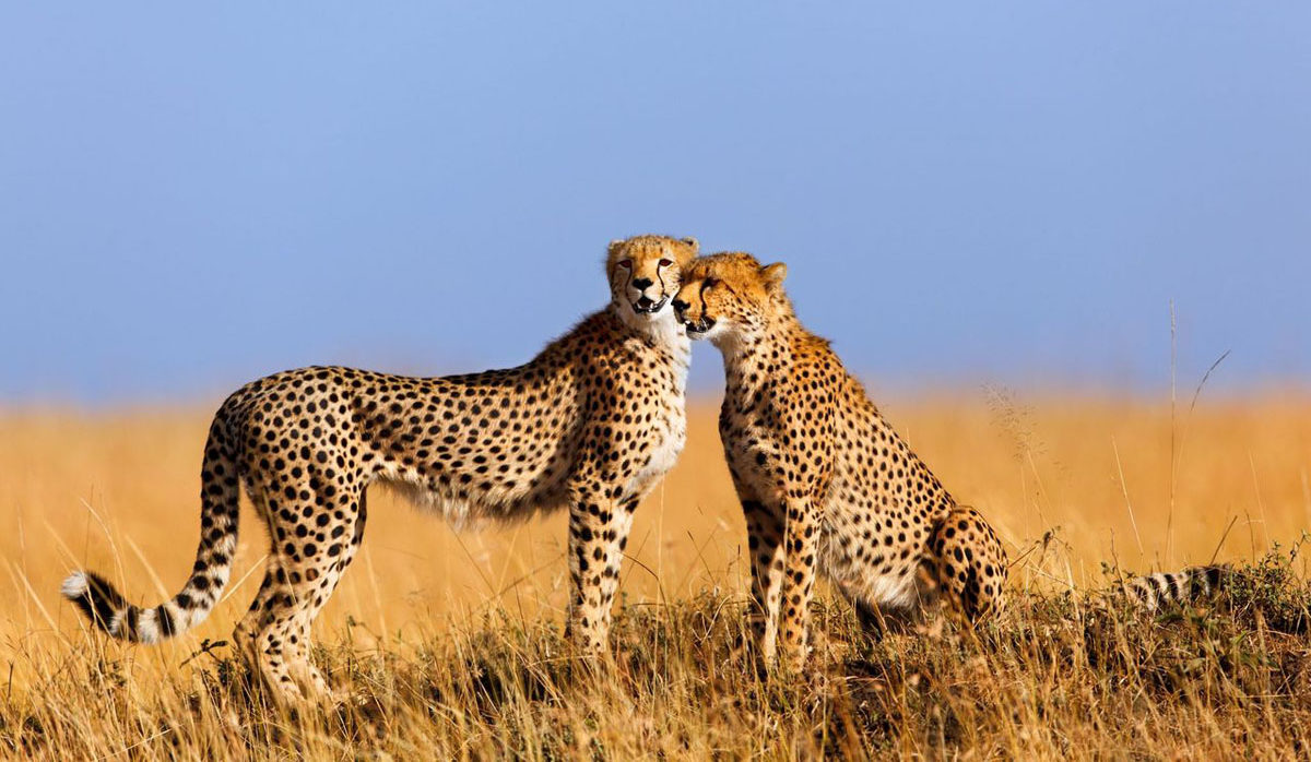 4x4 self drive uganda Safaris