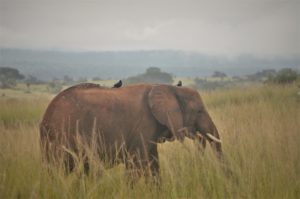 self-drive Uganda car rental