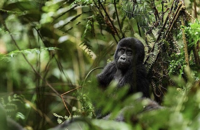 4x4 self drive uganda safaris Gorilla Trekking in Africa
