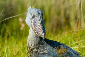 4x4 self drive uganda car rental