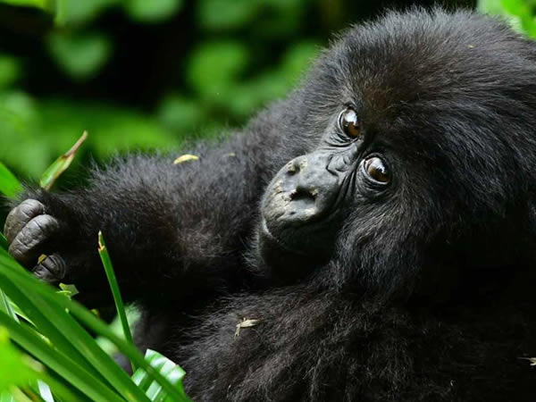 mountain gorilla in Bwindi national park