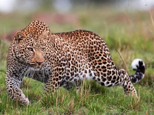 64 day the best of east africa