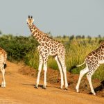 4x4 Self-Drive Uganda: Best Routes for First-Time Travellers