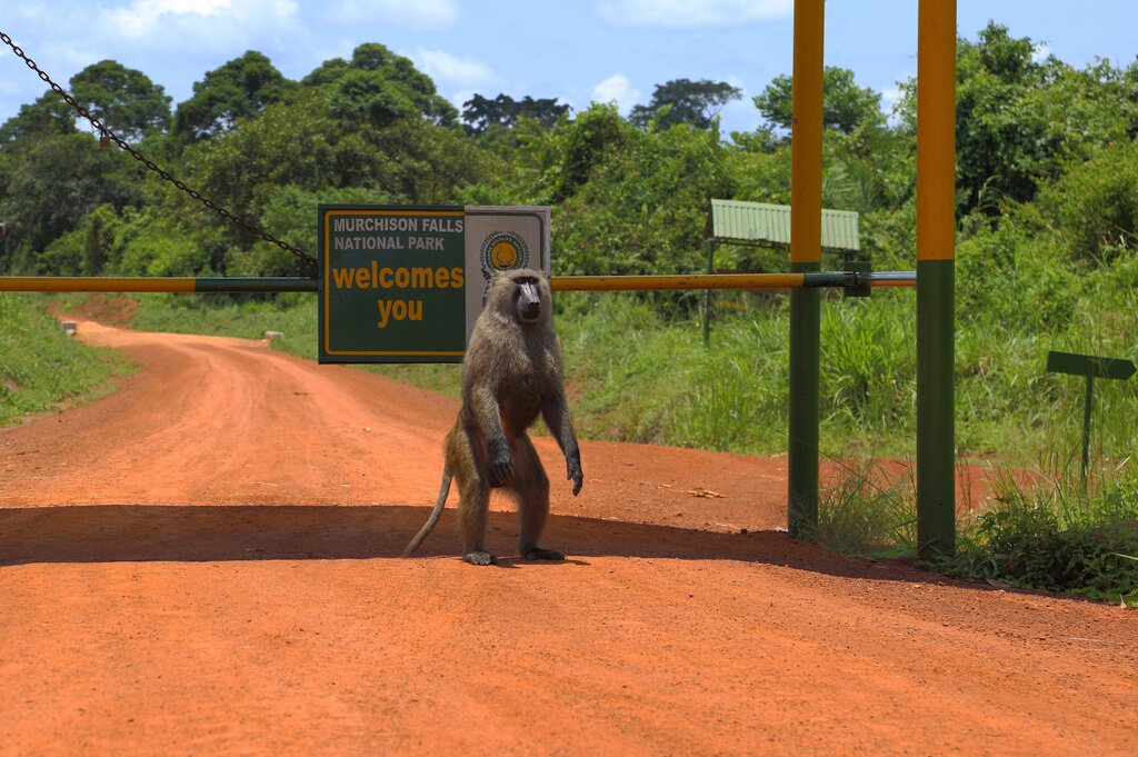 4x4 Self-Drive Uganda: Best Routes for First-Time Travellers