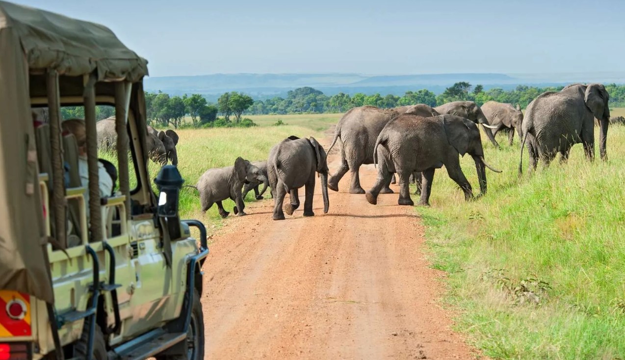 How Much Does a 4x4 Self-Drive Safari Cost in Uganda?