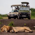 How Much Does a 4x4 Self-Drive Safari Cost in Uganda?
