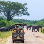 How to Plan a 4x4 Self-Drive Safari in Uganda: Everything You Need to Know