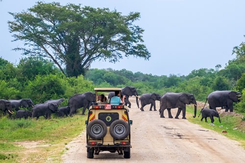 How to Plan a 4x4 Self-Drive Safari in Uganda: Everything You Need to Know