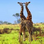 Self-Drive vs Guided Safari in Uganda: Which Is Better?