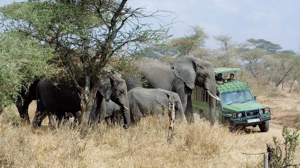 Self-Drive vs Guided Safari in Uganda: Which Is Better?