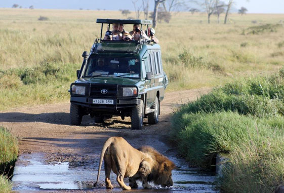 The Best Time of Year for a 4x4 Self-Drive Safari in Uganda