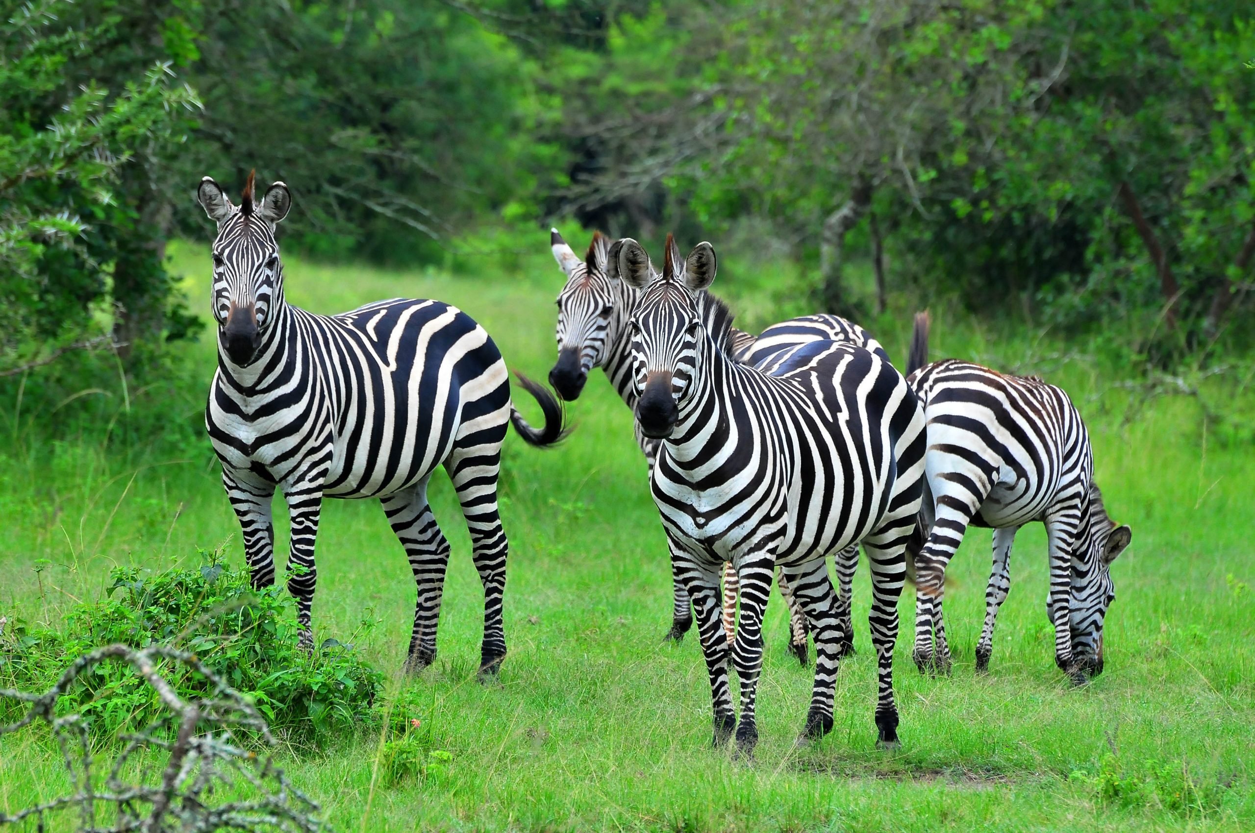 Top 10 National Parks for 4x4 Self-Drive Trips in Uganda