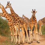 Why Uganda Is Africa’s Best Destination for 4x4 Self-Drive Safaris