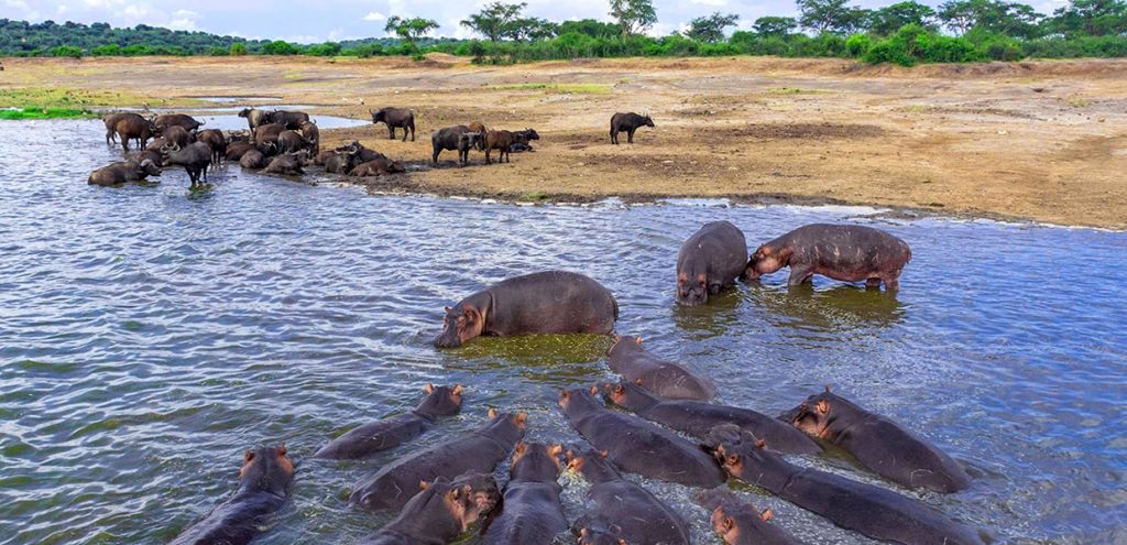 Why Uganda Is Africa’s Best Destination for 4x4 Self-Drive Safaris